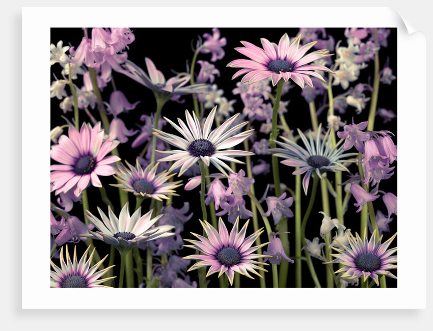 Meadow flowers by Assaf Frank